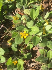 Chrysogonum