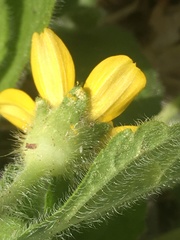 Chrysogonum
