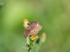 Theagenes dichrous
