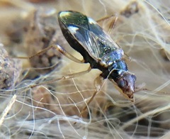 Pseudopamera rubricata