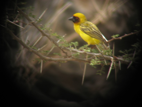 Rüppell's Weaver (Ploceus galbula), photo 8