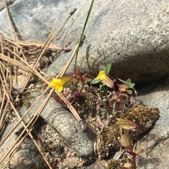 Erythranthe floribunda