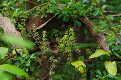 Galium hypocarpium