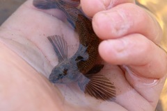 Etheostoma longimanum