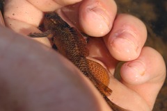 Etheostoma longimanum