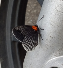 Hades noctula
