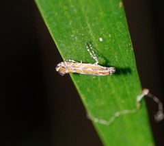 Phyllonorycter messaniella