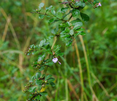 Duranta triacantha