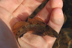 Etheostoma longimanum