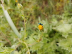 Psilothrix viridicoerulea