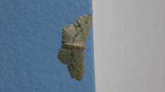 Cyclophora nanaria