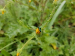 Psilothrix viridicoerulea