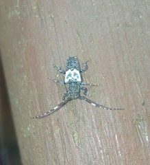 Pogonocherus hispidulus