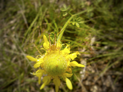 Dalea aurea