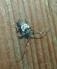Pogonocherus hispidulus