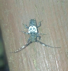 Pogonocherus hispidulus