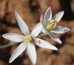 Ornithogalum hispidum
