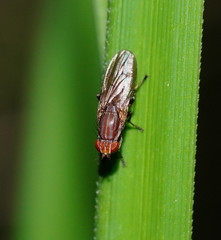Helosciomyza