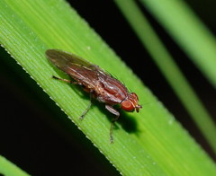 Helosciomyza