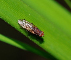 Helosciomyza