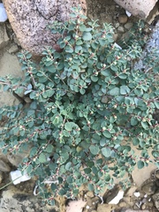 Euphorbia cinerascens