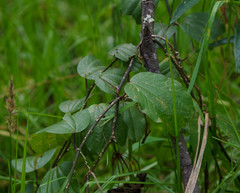 Passiflora alnifolia