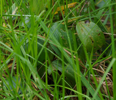 Passiflora alnifolia