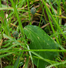 Passiflora alnifolia