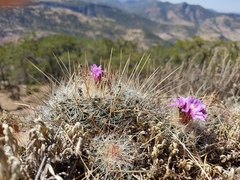Echinofossulocactus ochoterenaus