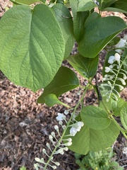 Styrax grandifolius