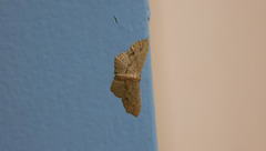 Cyclophora nanaria
