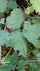 Phragmidium violaceum