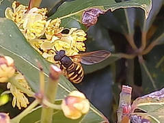 Chrysotoxum cautum