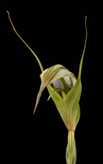 Pterostylis ampliata