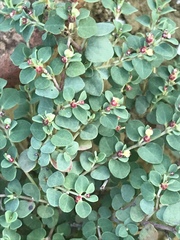 Euphorbia cinerascens