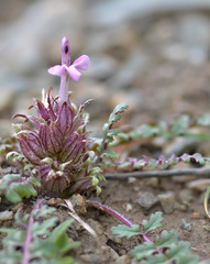 Pedicularis semenowii