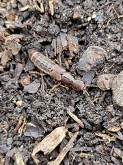 Platydracus cinnamopterus