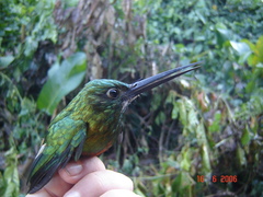 Galbula cyanescens