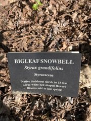 Styrax grandifolius