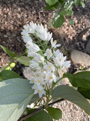 Styrax grandifolius