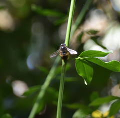 Xylocopa tabaniformis illota
