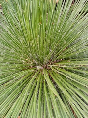 Agave geminiflora
