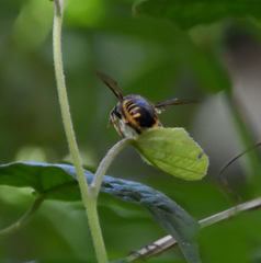 Xylocopa tabaniformis illota