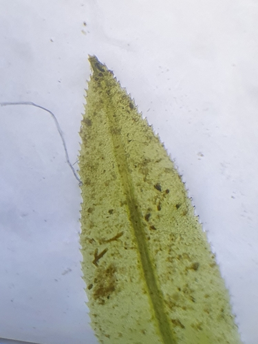 Image of Timmia megapolitana by no rights reserved