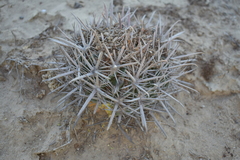 Ferocactus fordii borealis
