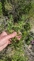 Baccharis sarothroides × pilularis