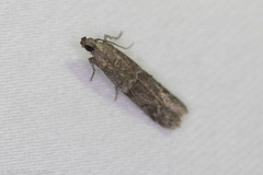 Eurythmia angulella