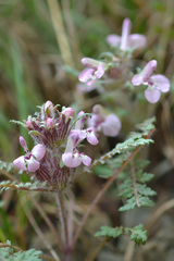 Pedicularis semenowii