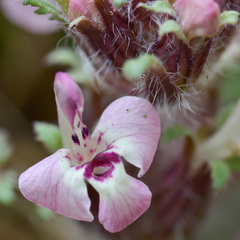 Pedicularis semenowii