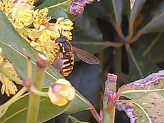 Chrysotoxum cautum
